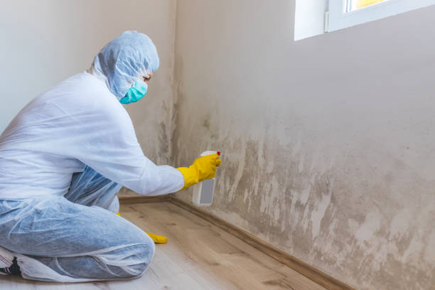 Licensed Basement Mold Removal service in Grapevine, TX - WQB Mold Removal