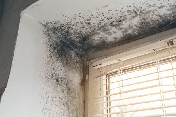 Affordable Basement Mold Removal solutions in Grapevine, TX