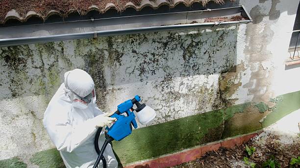 Top rated local Basement Mold Removal specialists in Grapevine, TX